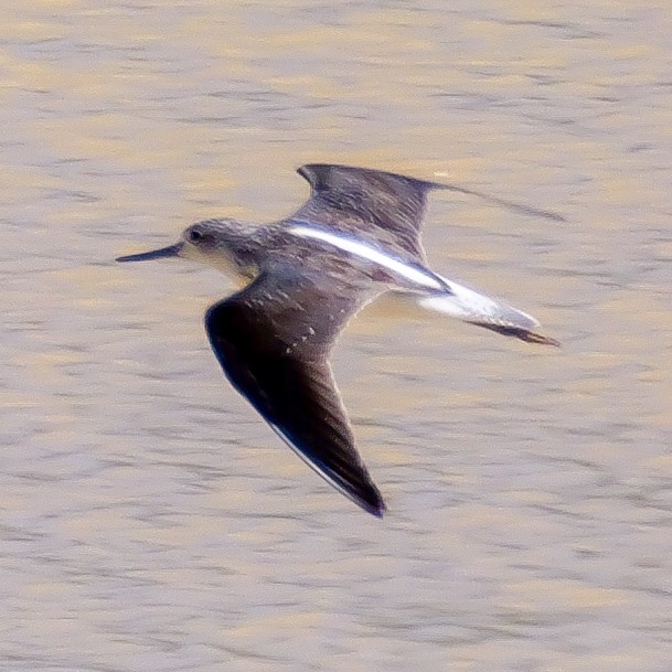 ביצנית אדומת-רגל - ML646036138