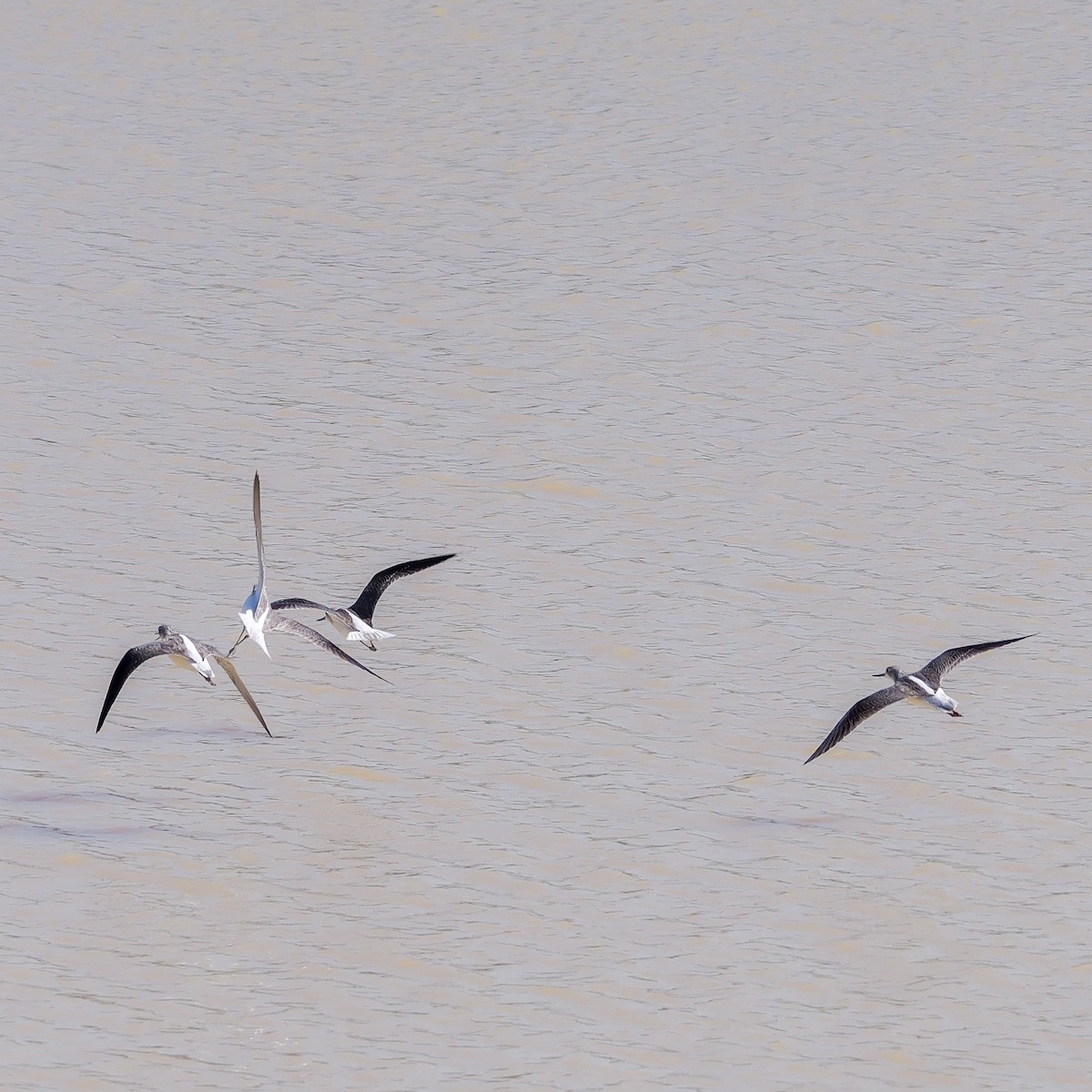 ביצנית אדומת-רגל - ML646036140