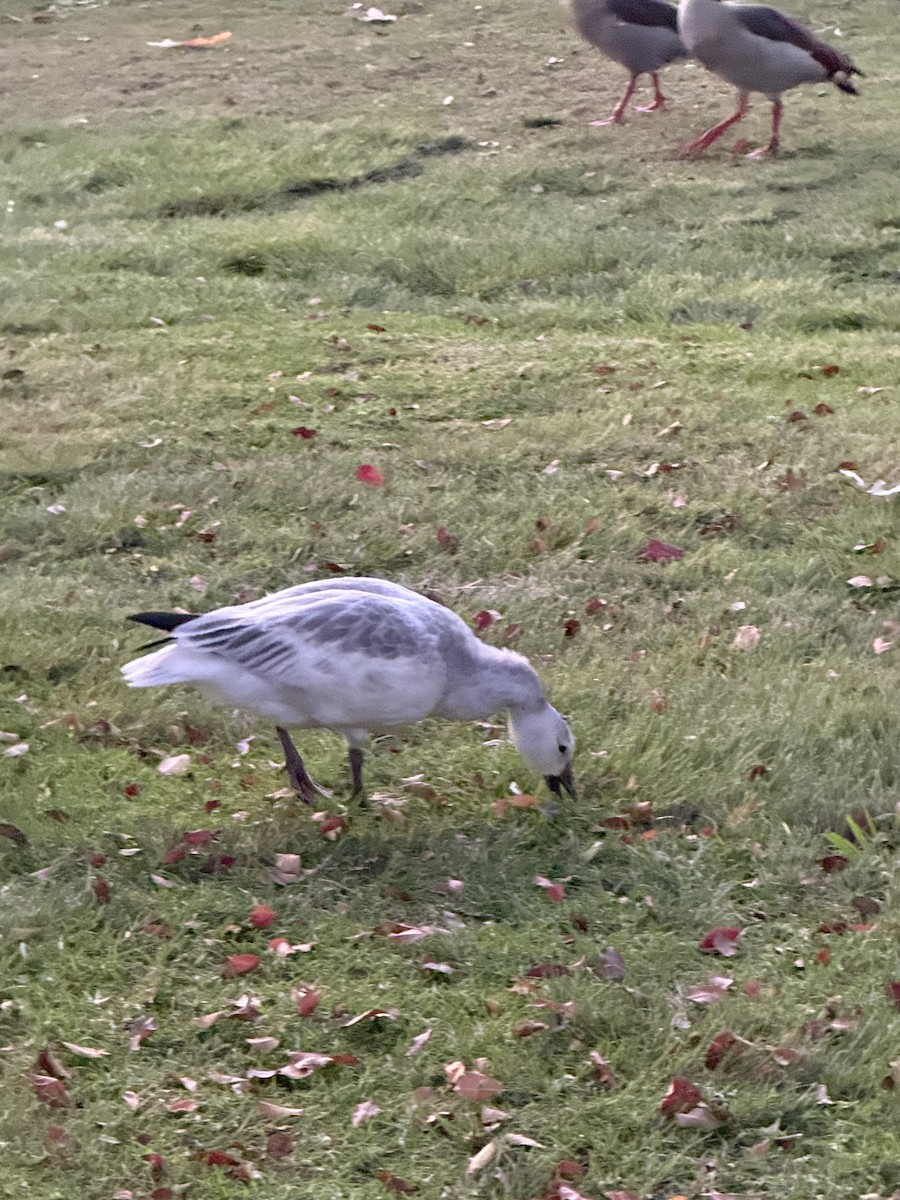 אווז שלג - ML646036141