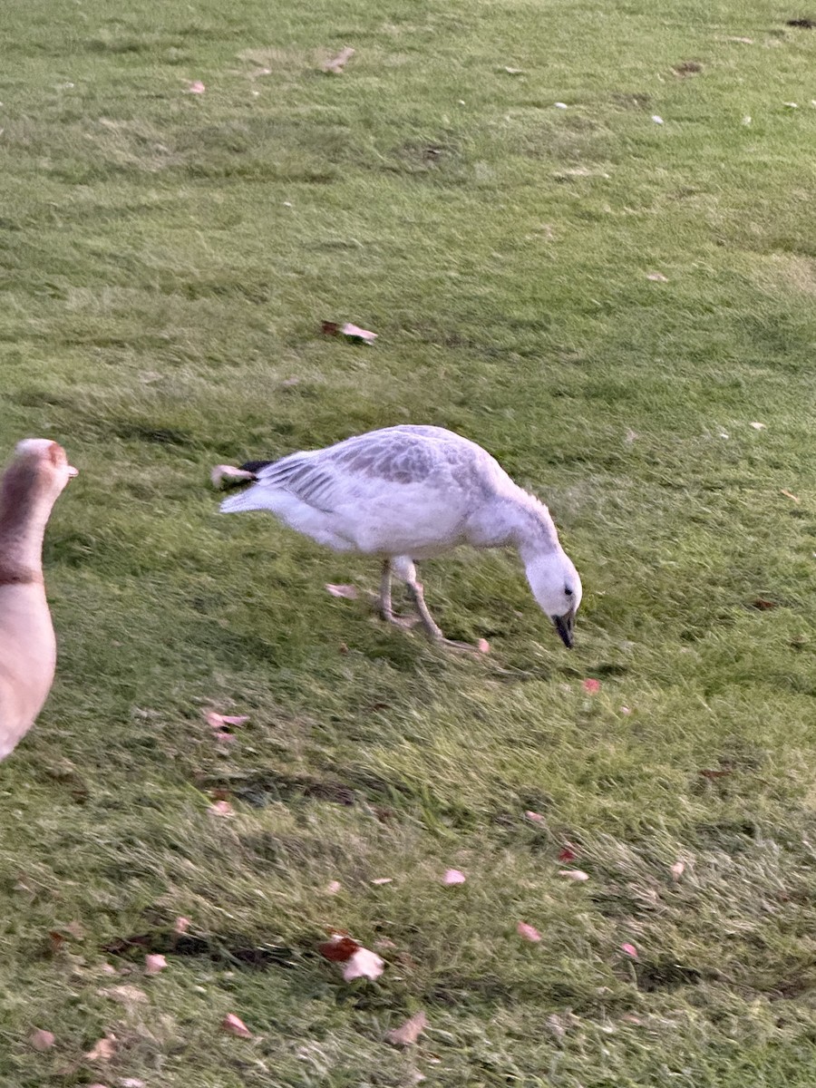 אווז שלג - ML646036142