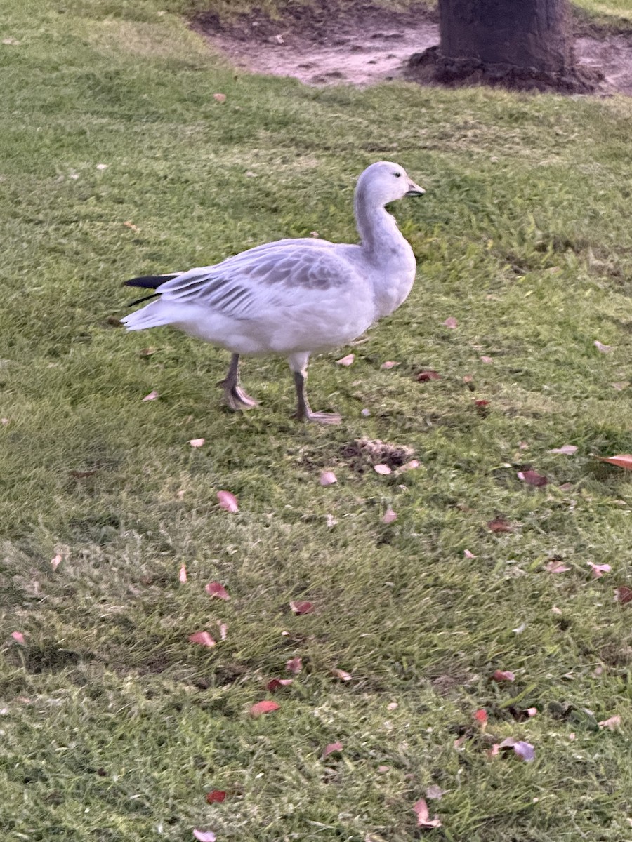 אווז שלג - ML646036143