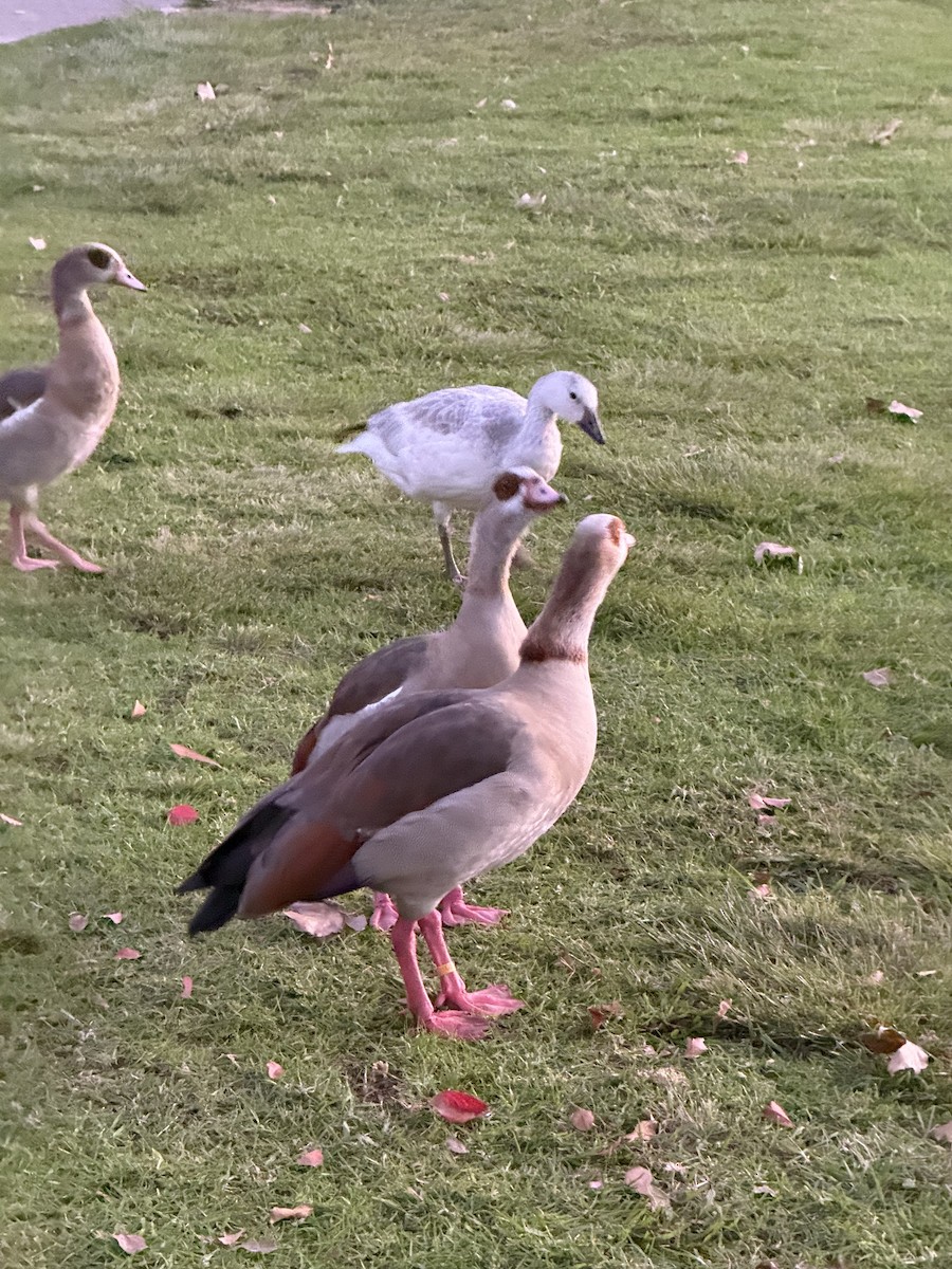 אווז שלג - ML646036144