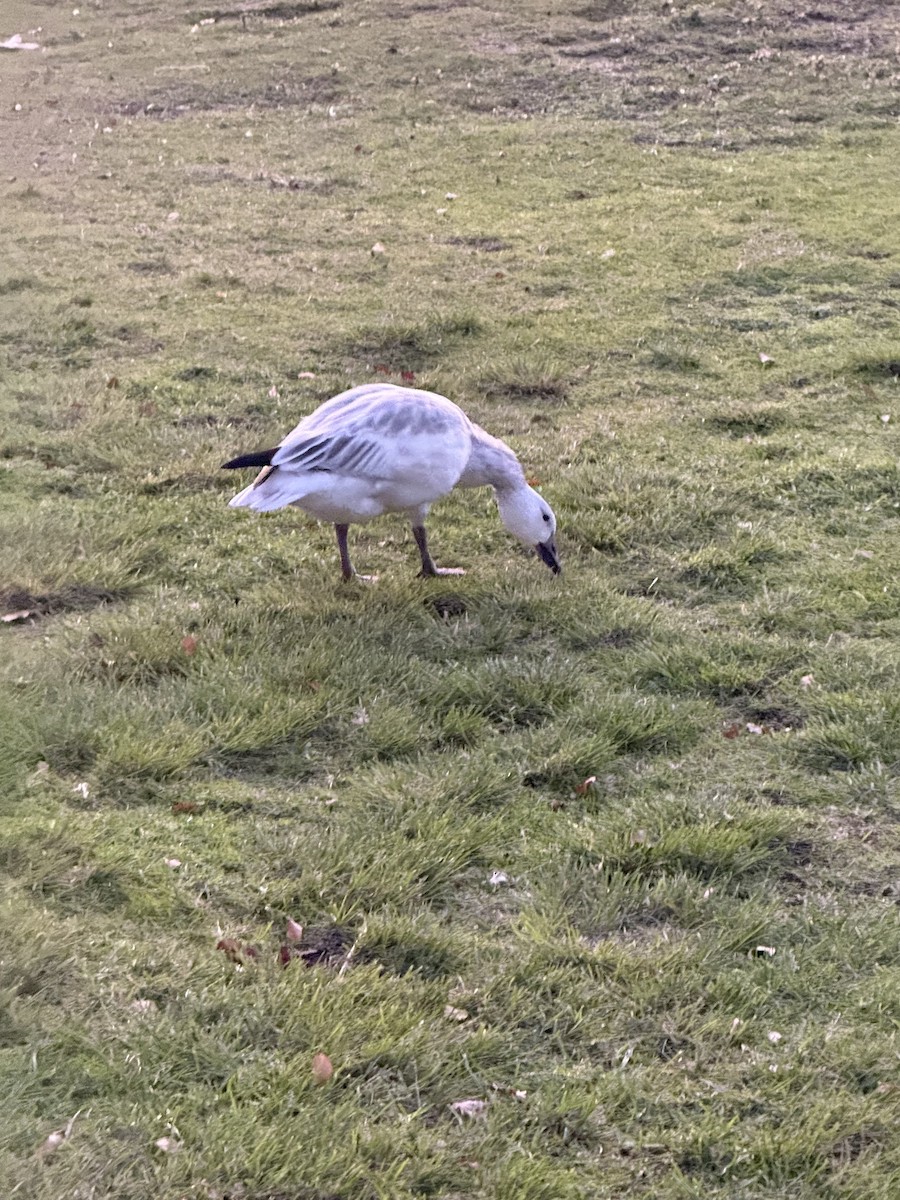 אווז שלג - ML646036145
