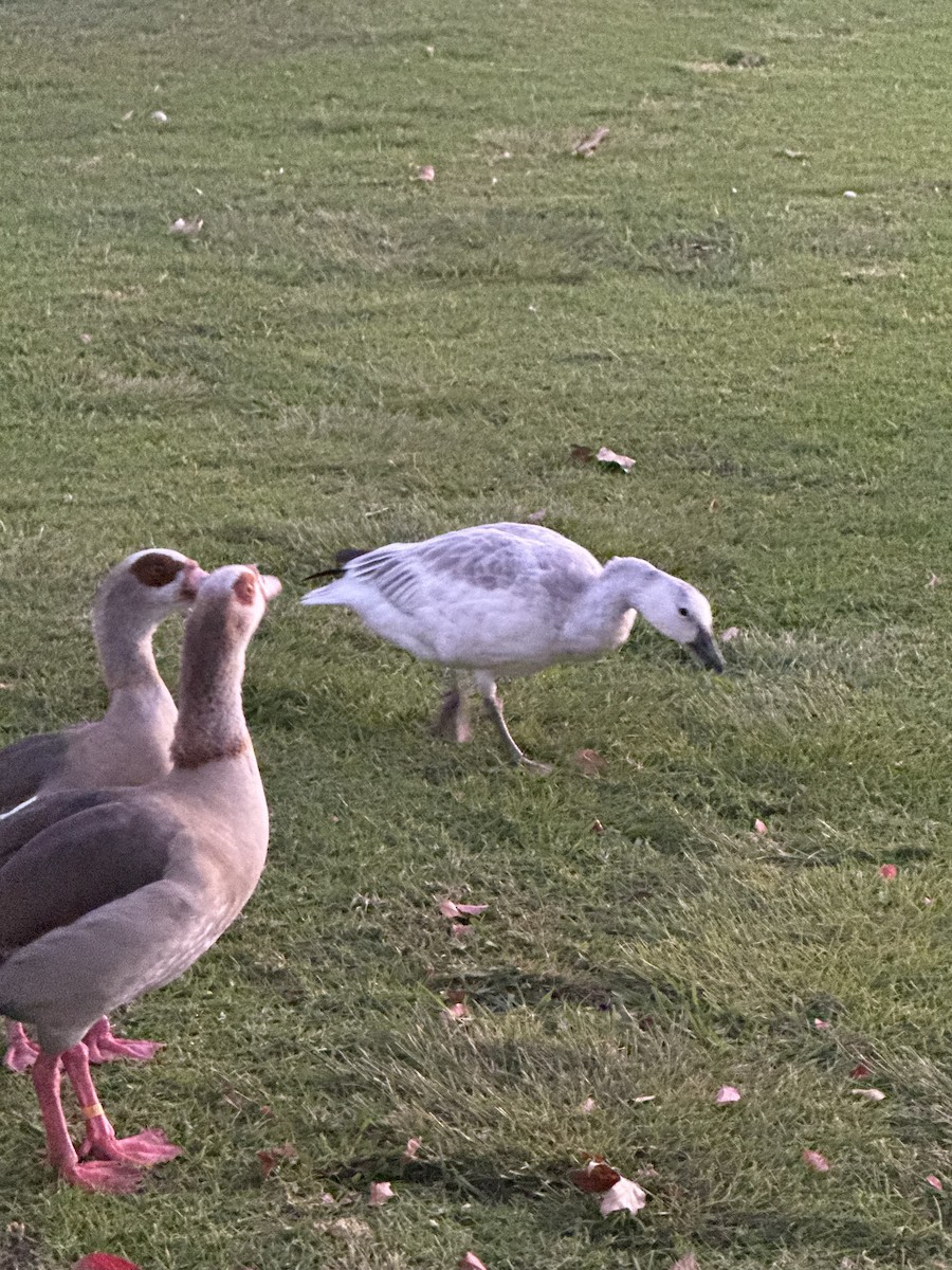 אווז שלג - ML646036146