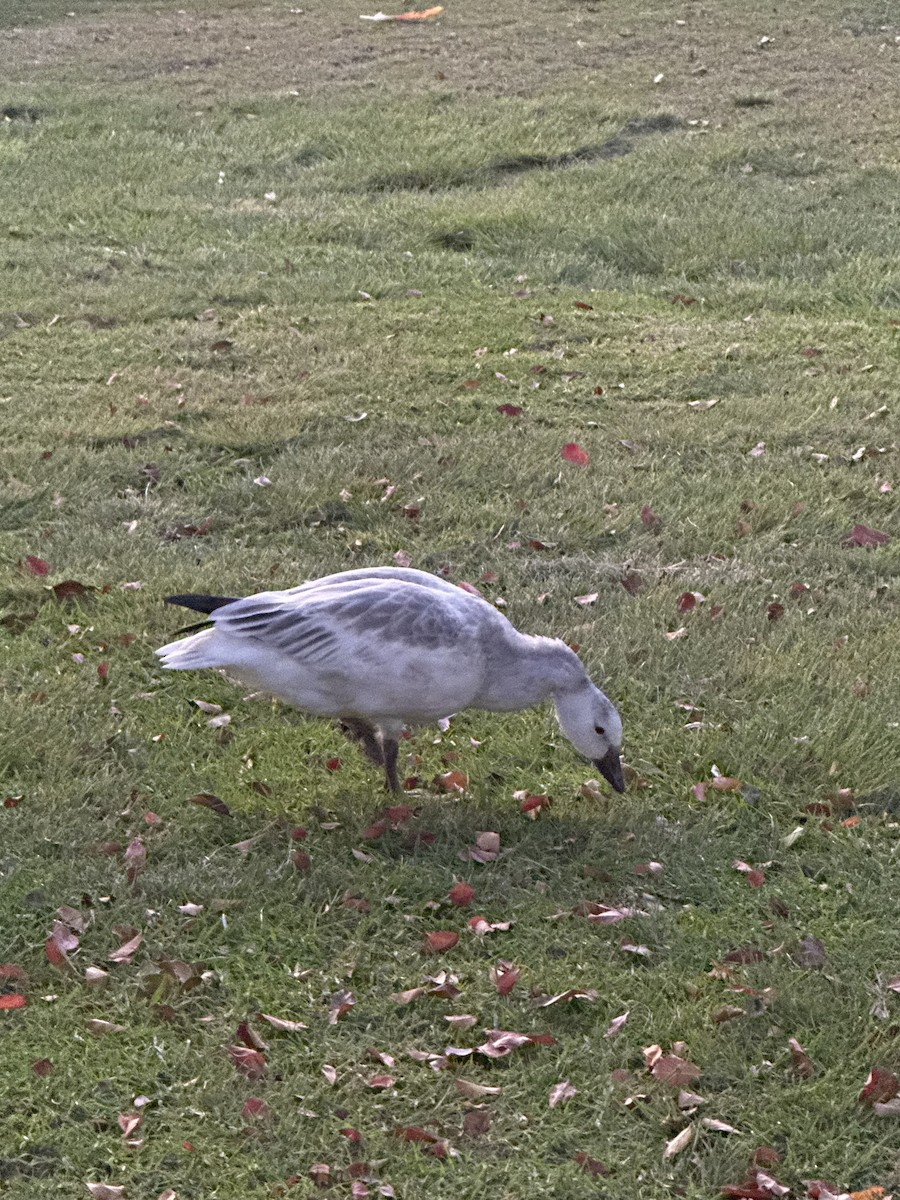 אווז שלג - ML646036147