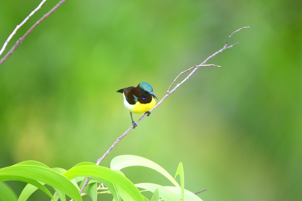 Purple-rumped Sunbird - ML646036148