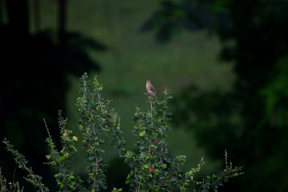 Baya Weaver - ML646036149