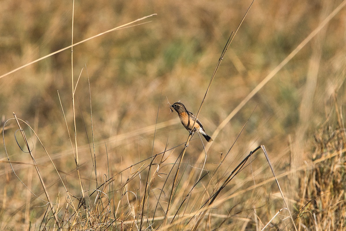 African Stonechat - ML646036150
