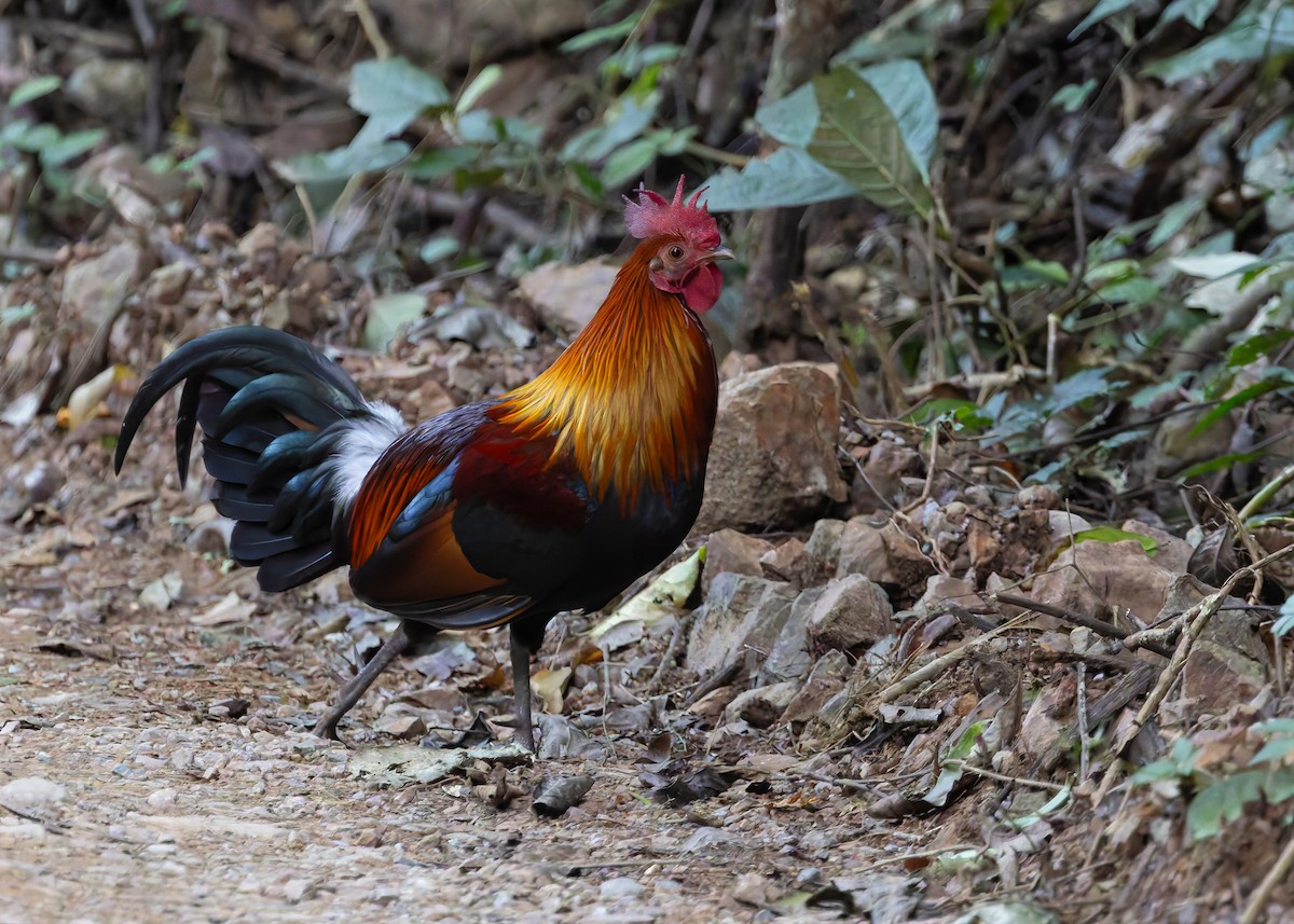 תרנגול בר - ML646036151