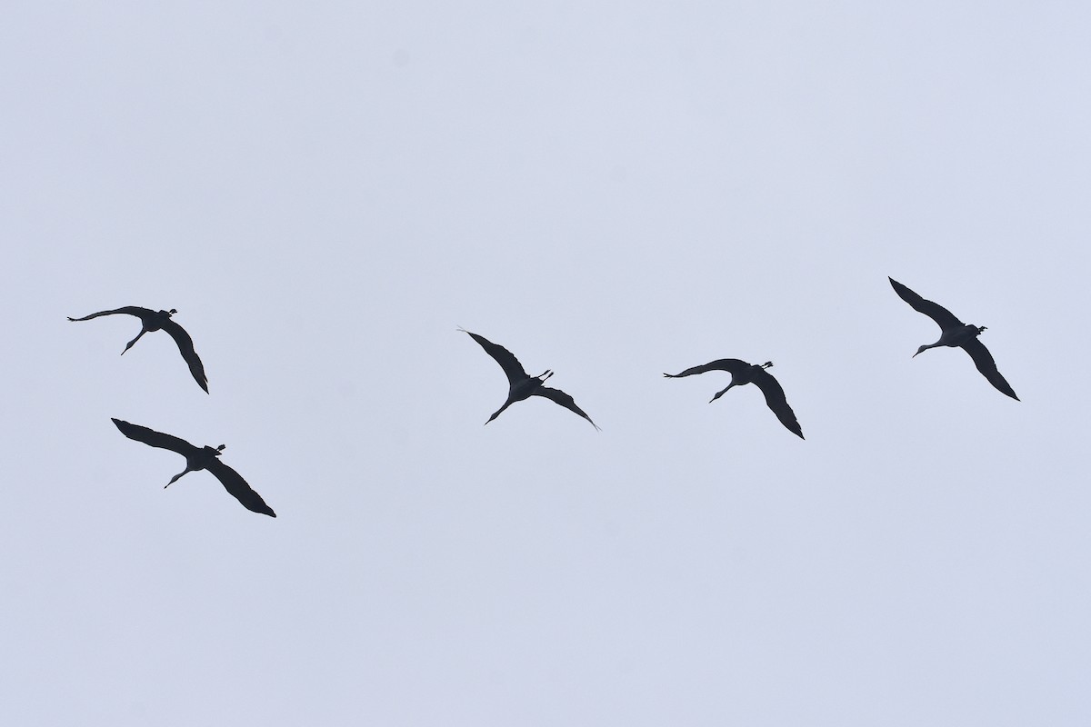 עגור קנדי - ML646036152