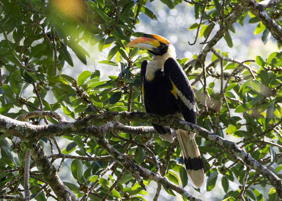 Great Hornbill - ML646036153