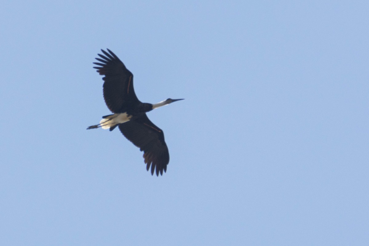 African Woolly-necked Stork - ML646036157