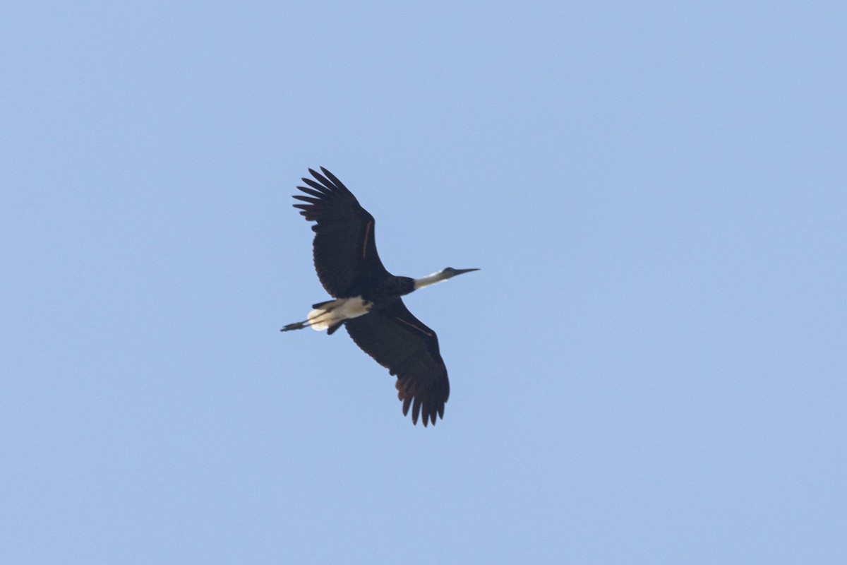 African Woolly-necked Stork - ML646036158