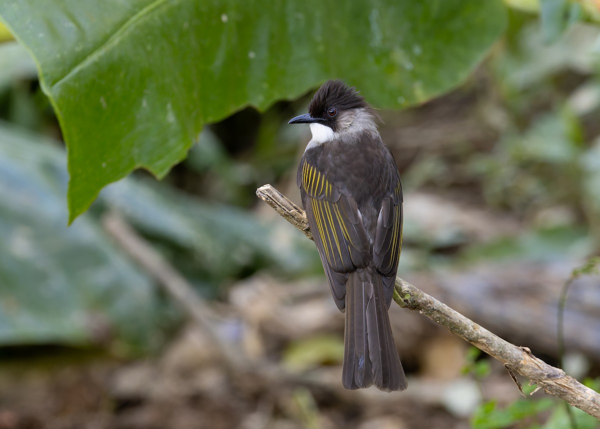 Ashy Bulbul - ML646036167