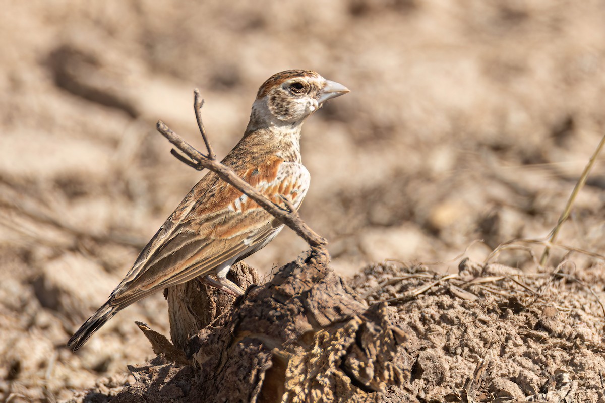 skřivan bělouchý - ML646036170