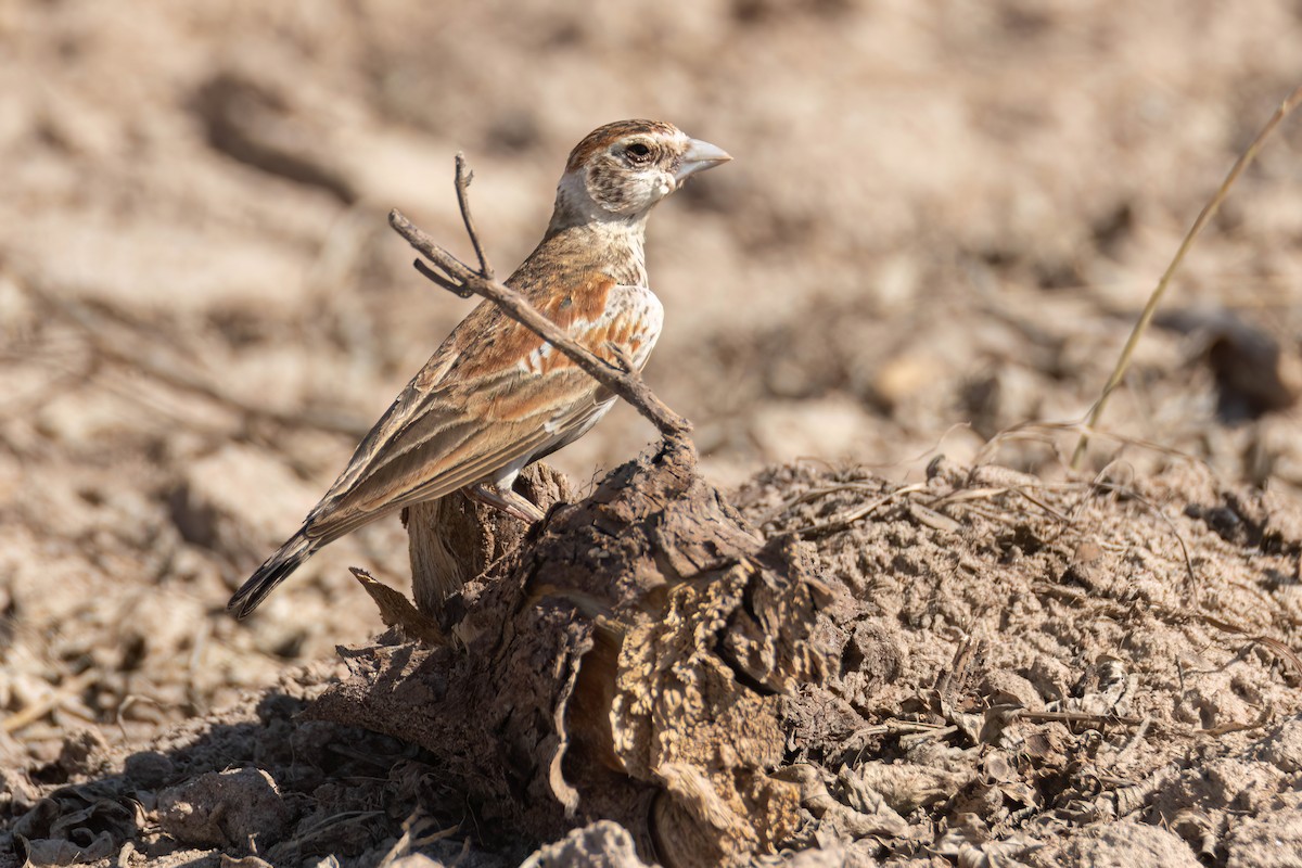 skřivan bělouchý - ML646036171