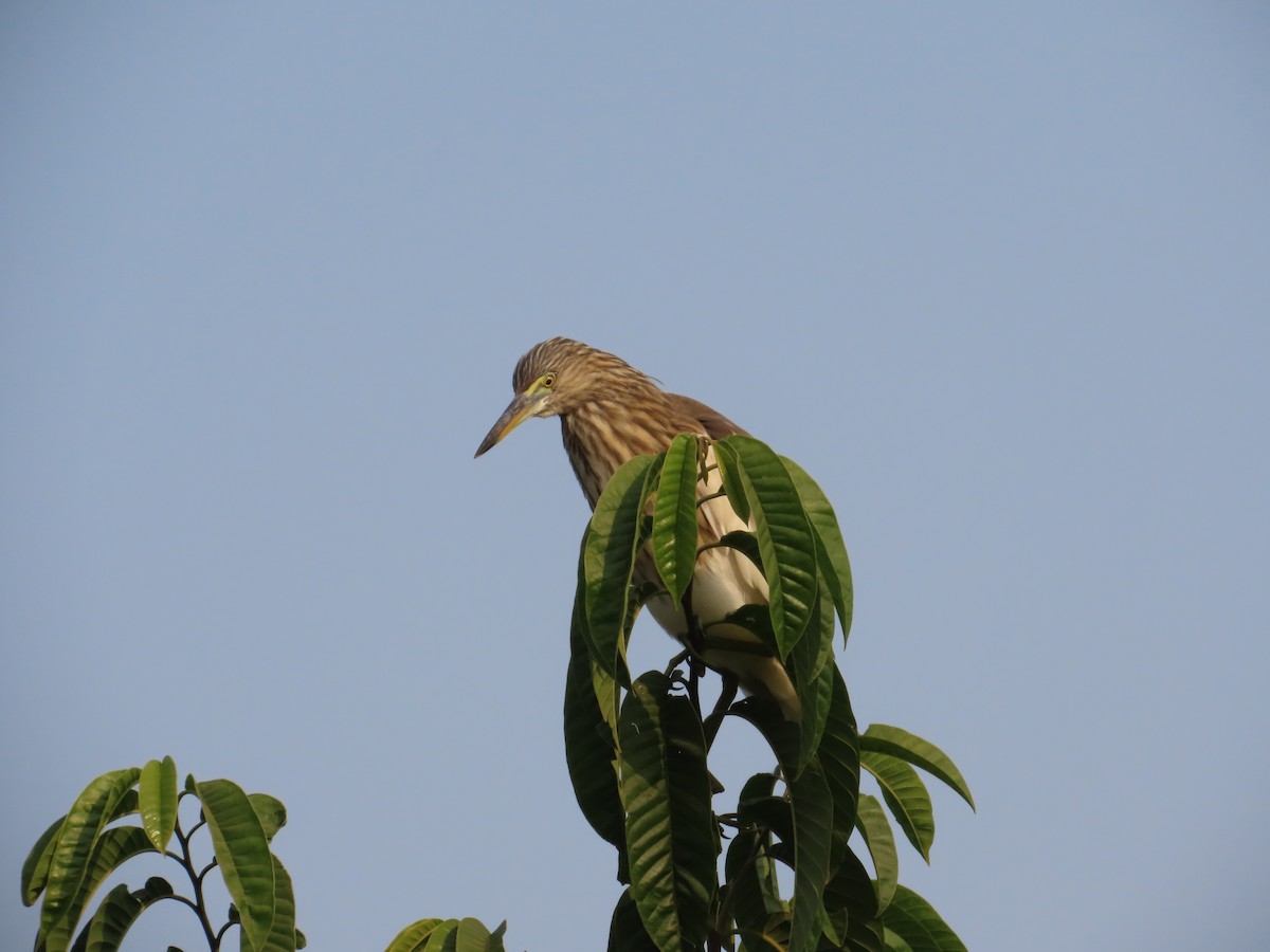 Indian Pond-Heron - ML646036175