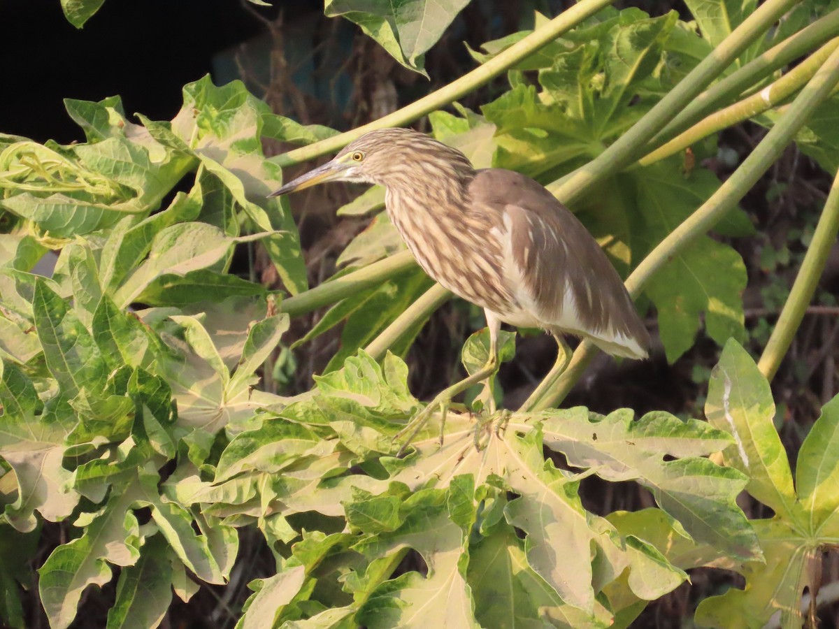 Indian Pond-Heron - ML646036182