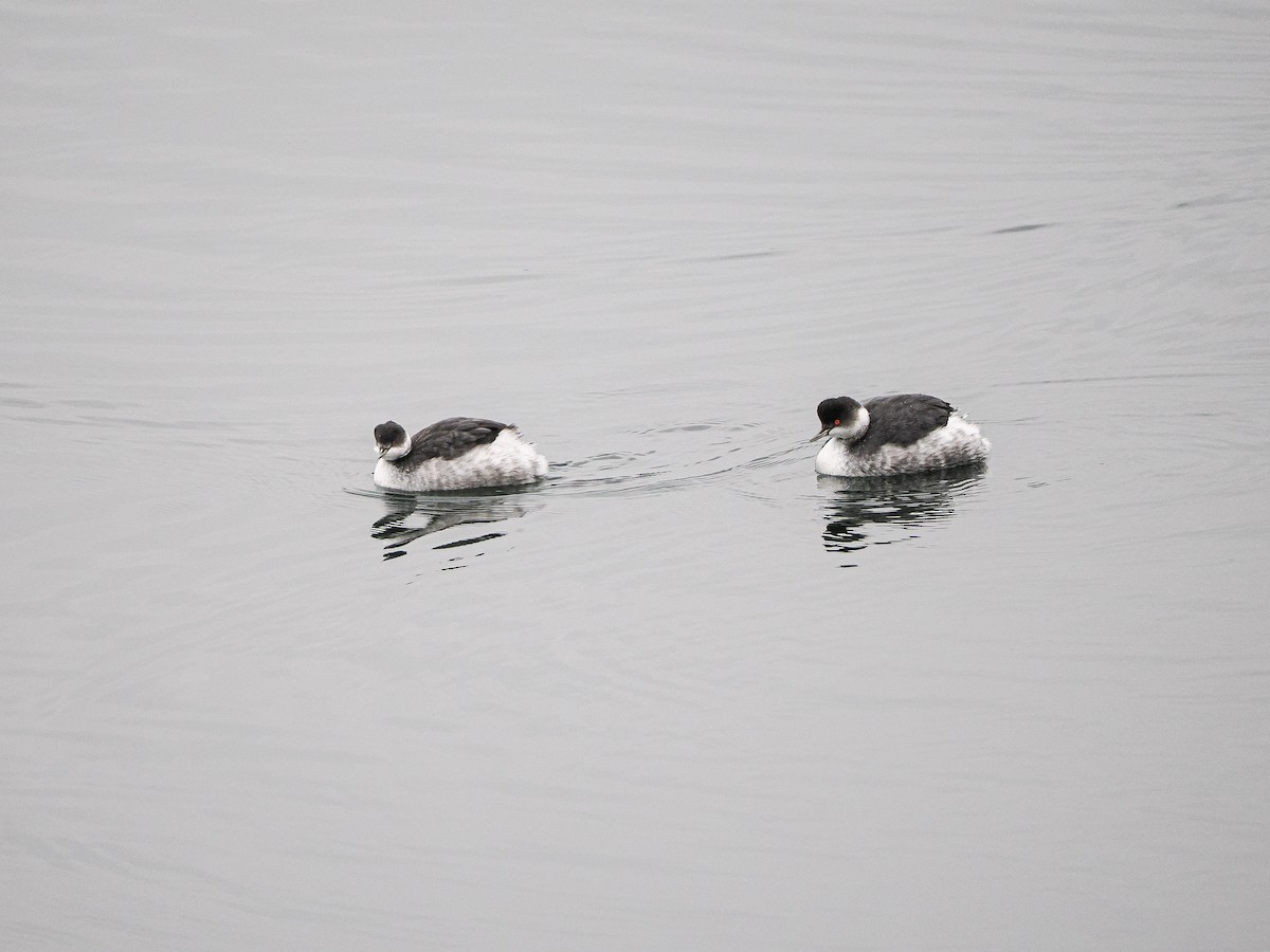 ハジロカイツブリ - ML646036188