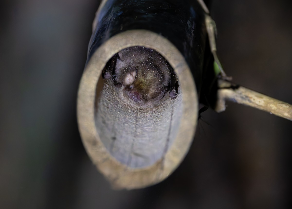 Hardwicke's woolly bat - ML646036191