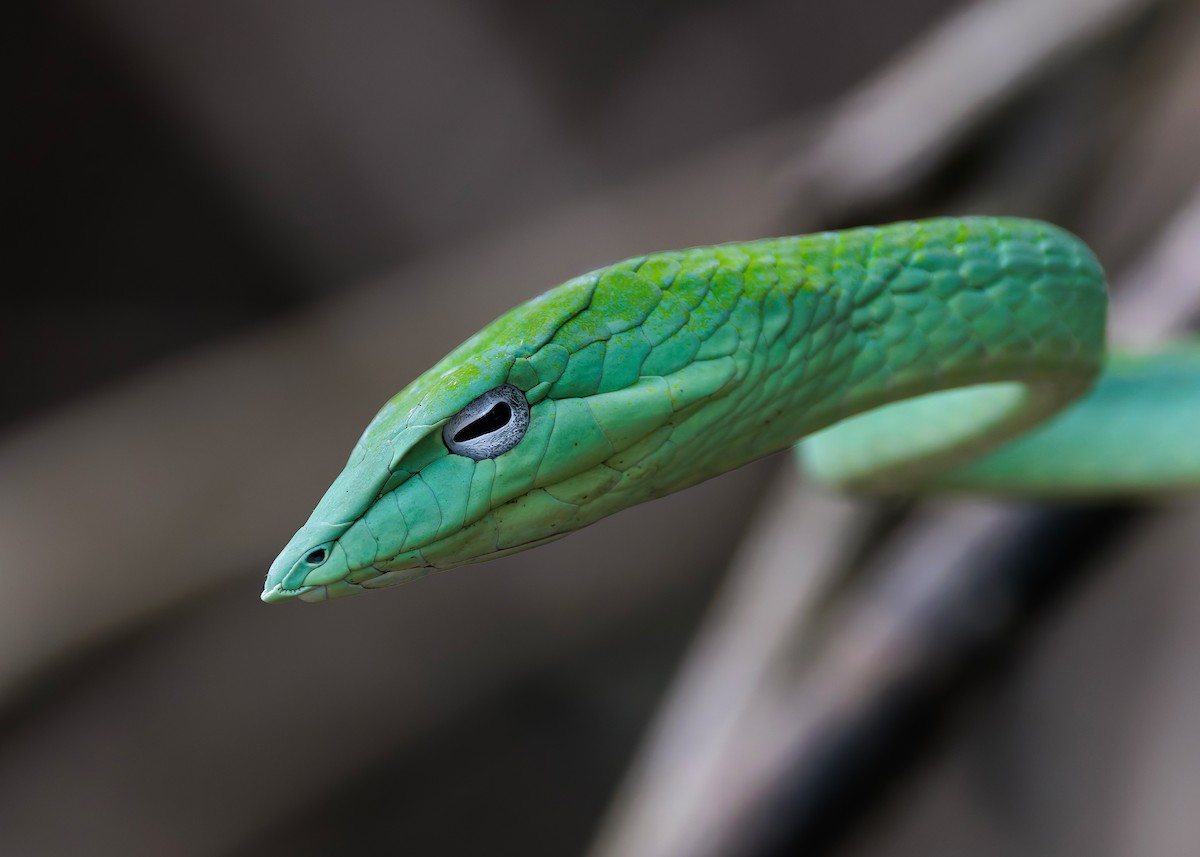 Oriental Whipsnake - ML646036192