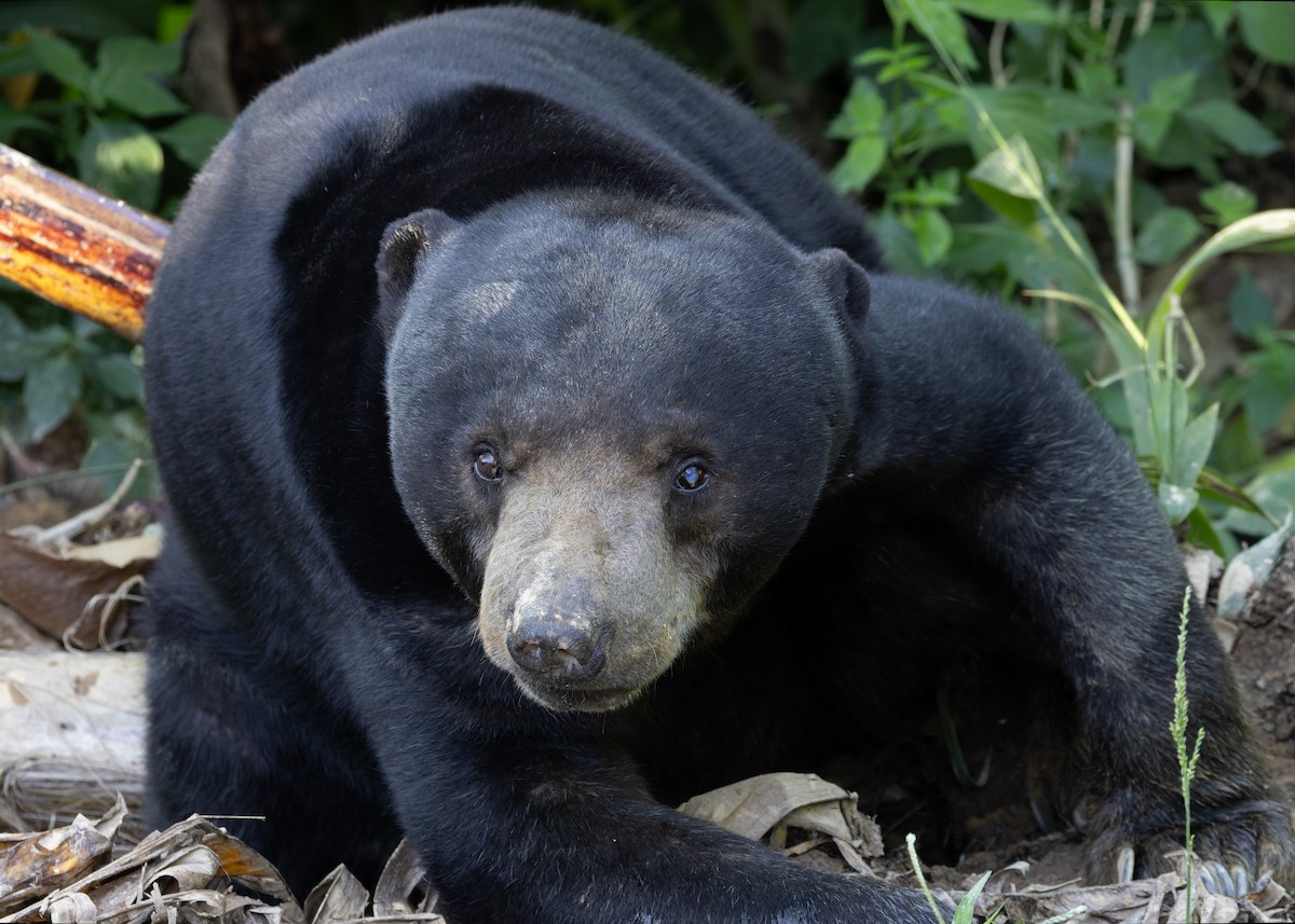 Malayan Sun Bear - ML646036193