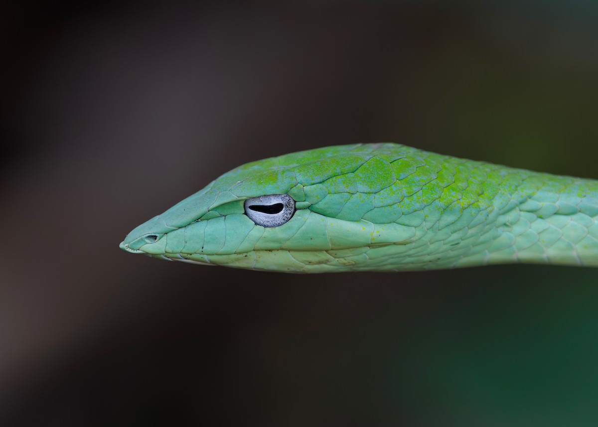 Oriental Whipsnake - ML646036194