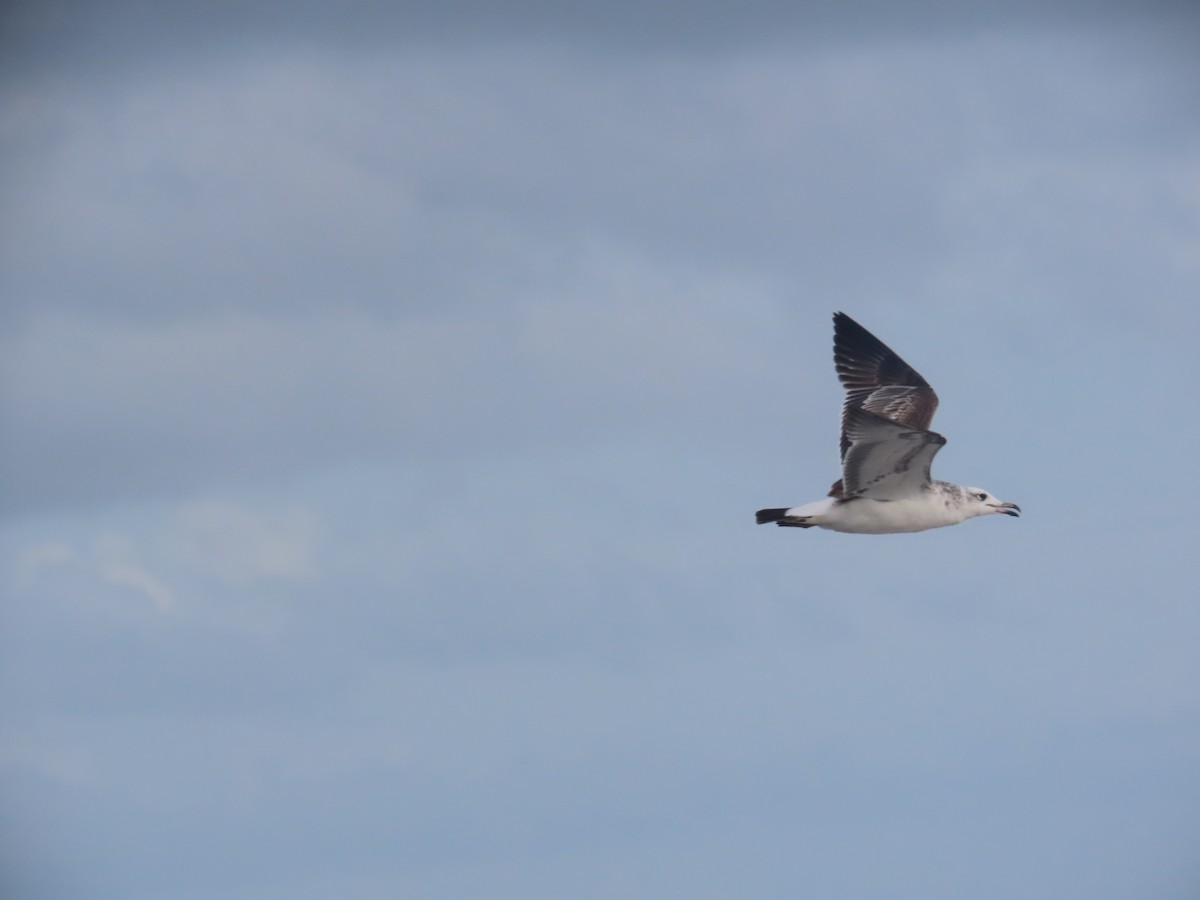 Мартин каспійський - ML646036195