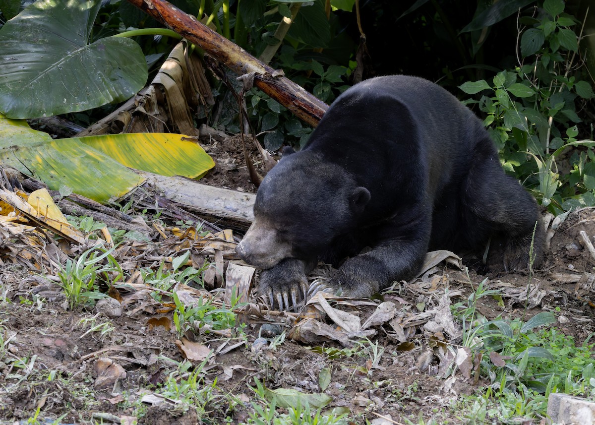 Malayan Sun Bear - ML646036198