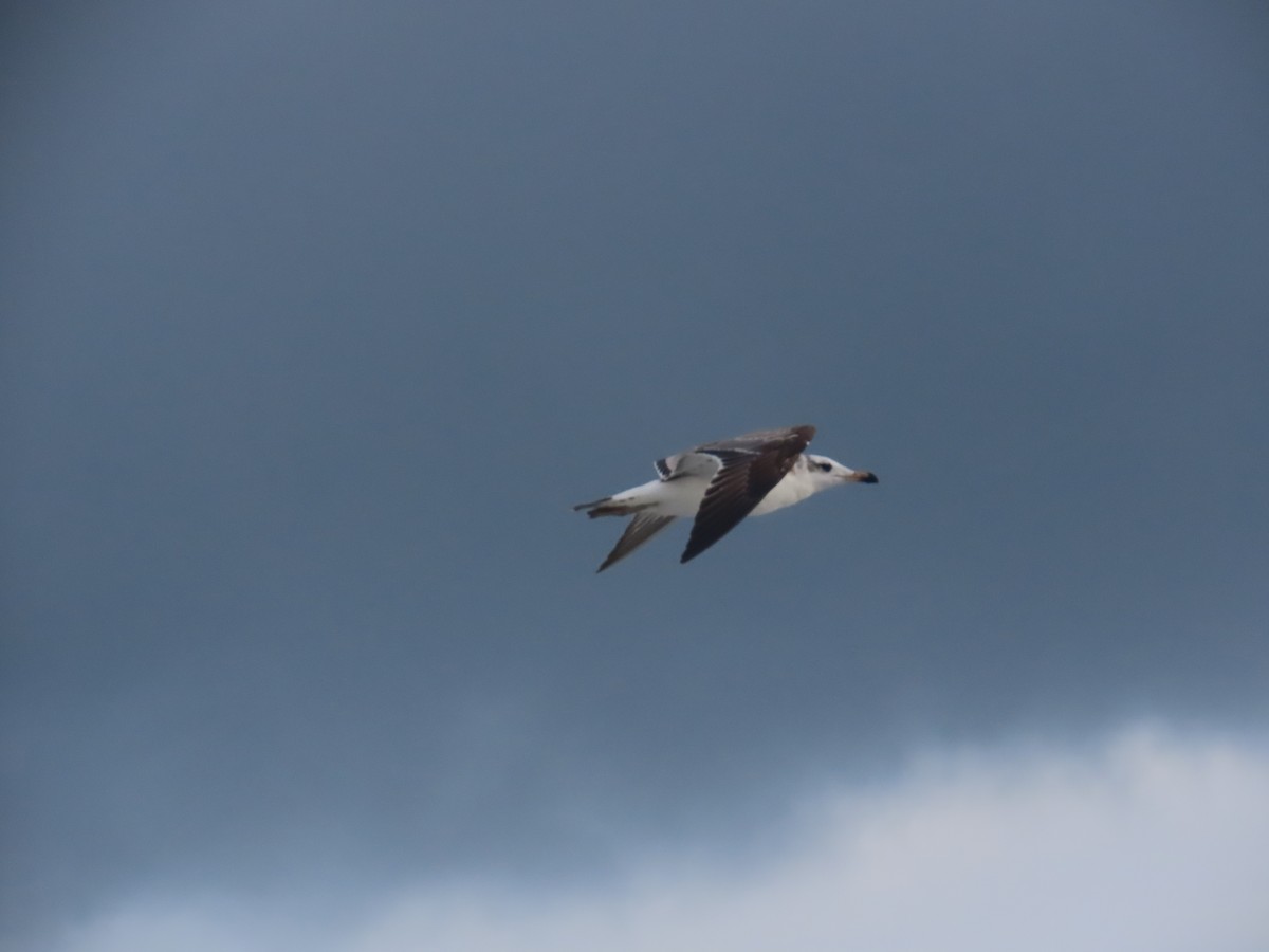 Мартин каспійський - ML646036201