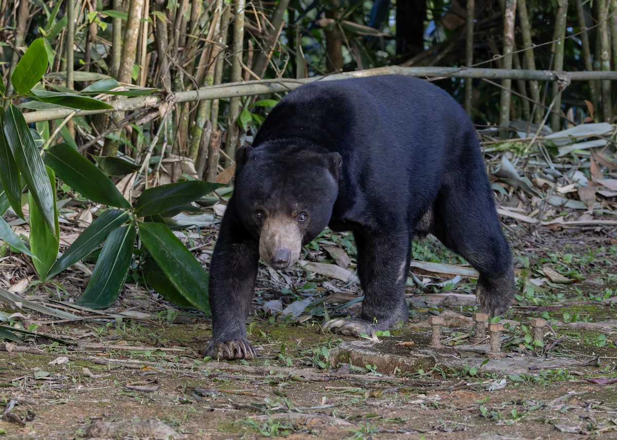 Malayan Sun Bear - ML646036202