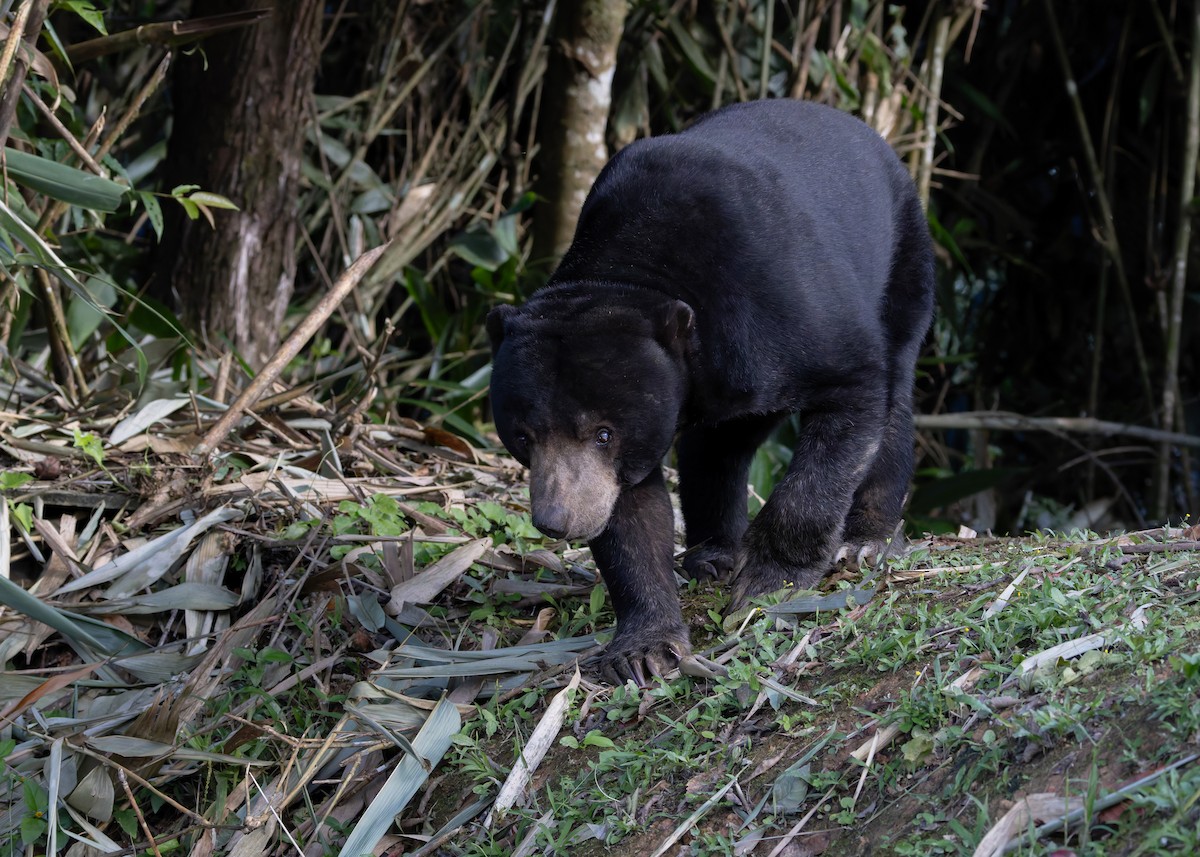 Malayan Sun Bear - ML646036203