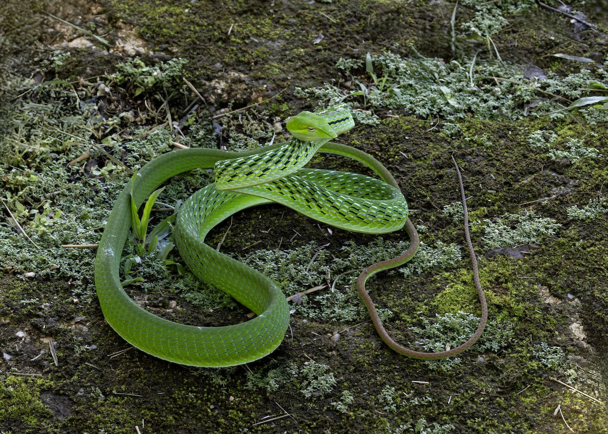 Oriental Whipsnake - ML646036204