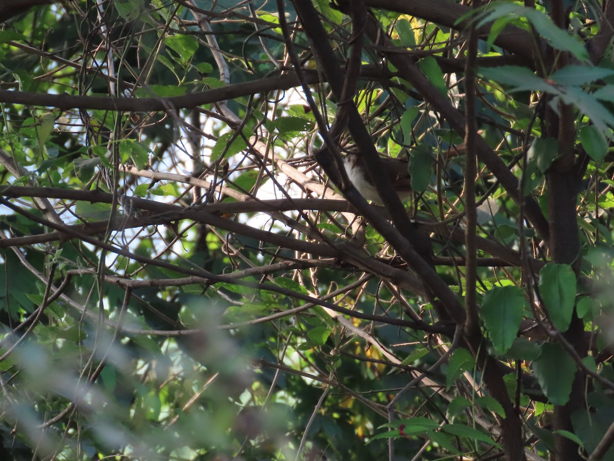 Yellow-eyed Babbler - ML646036209