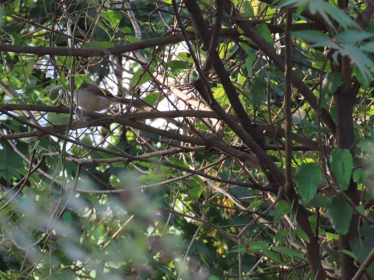 Yellow-eyed Babbler - ML646036210
