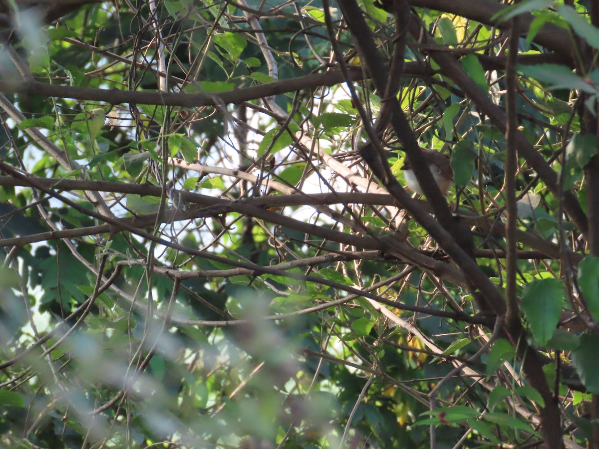 Yellow-eyed Babbler - ML646036211