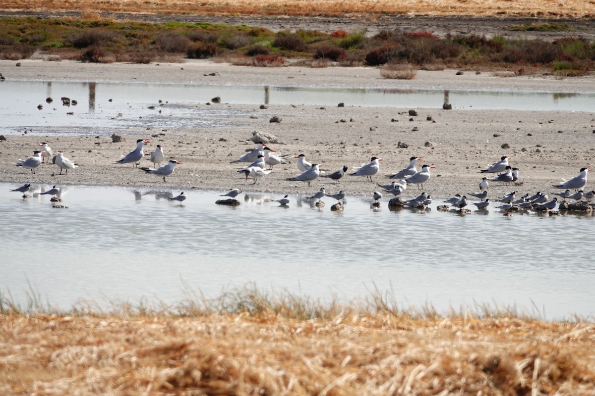 オニアジサシ - ML646036221