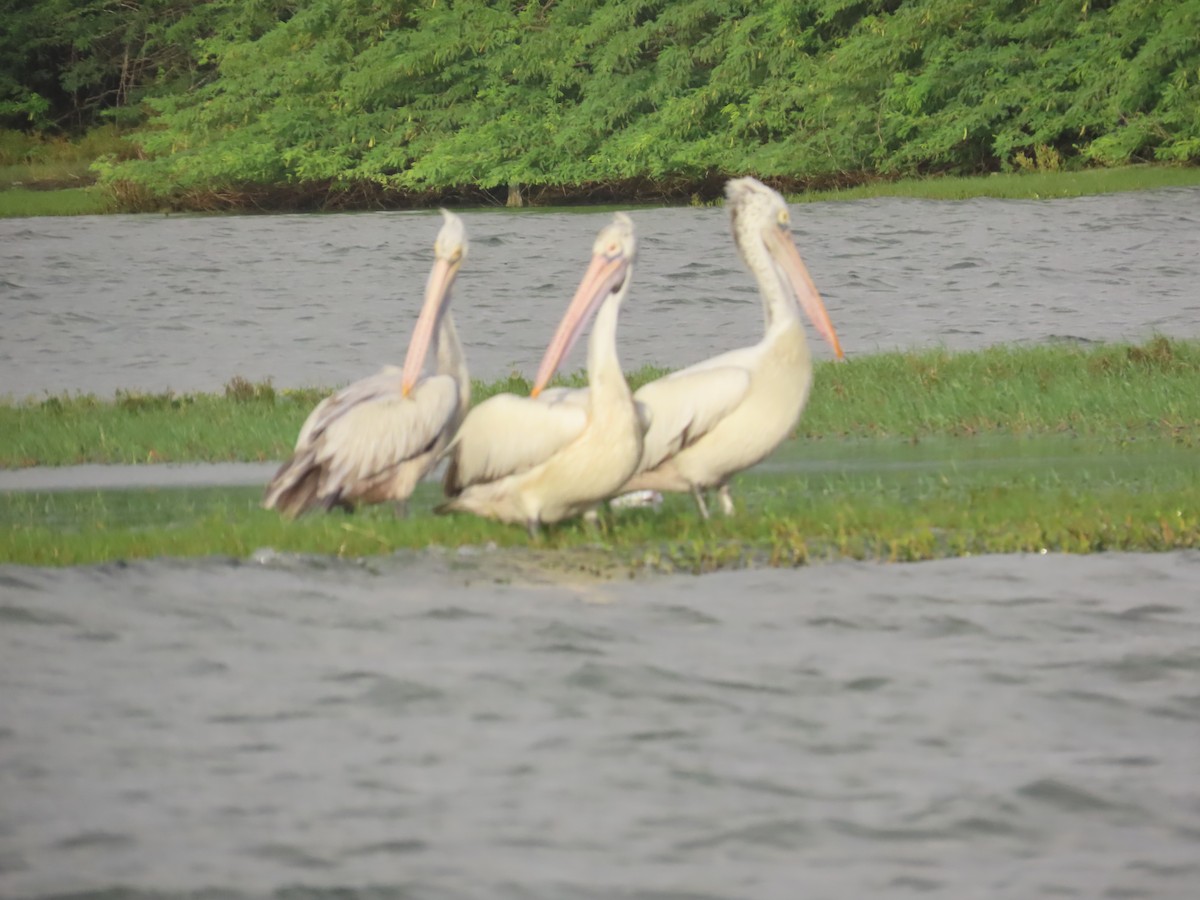 Spot-billed Pelican - ML646036222