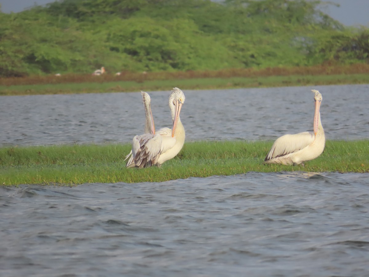 Spot-billed Pelican - ML646036223