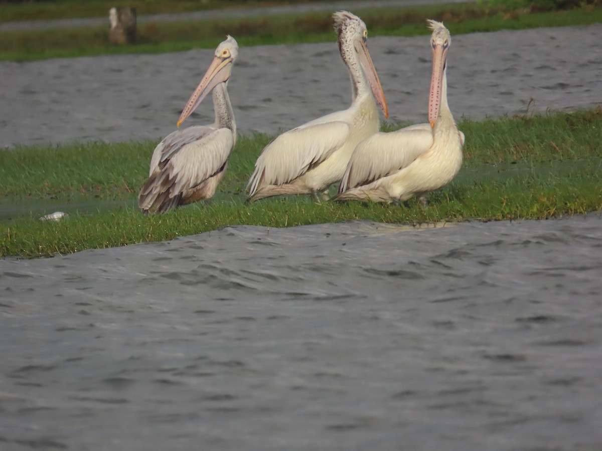 Spot-billed Pelican - ML646036224
