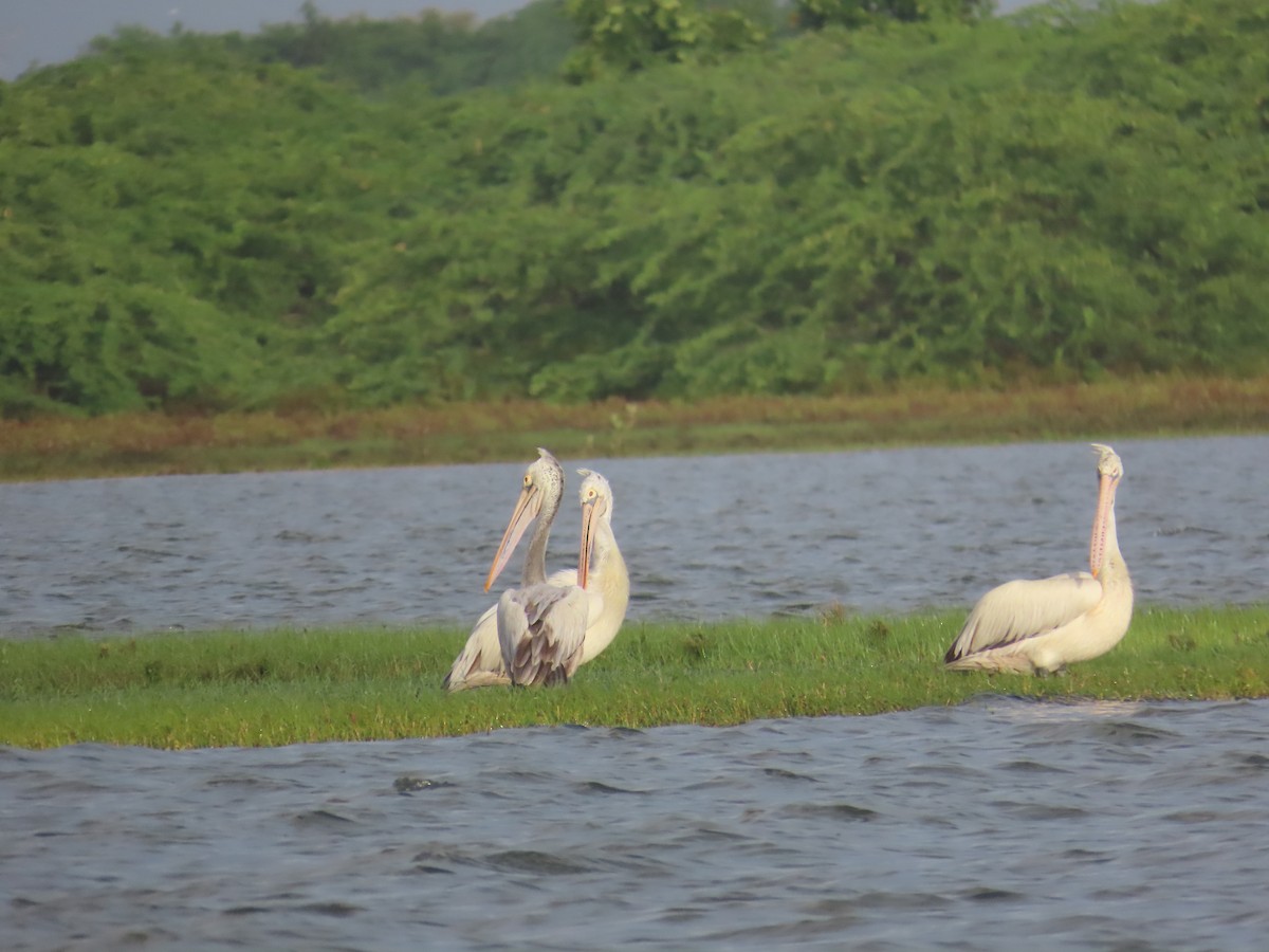 Spot-billed Pelican - ML646036225