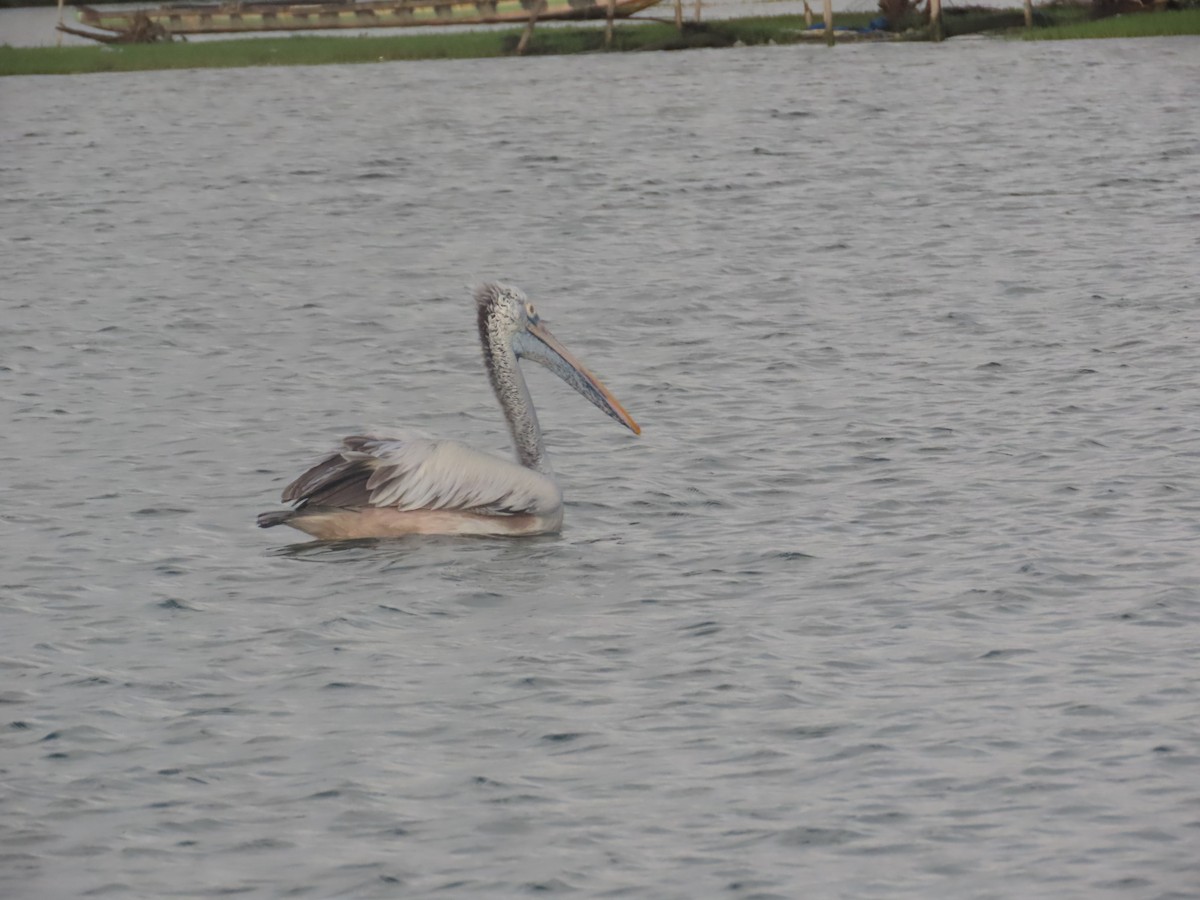 Spot-billed Pelican - ML646036226