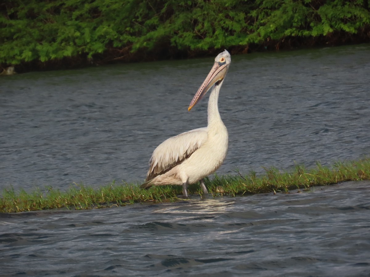 Spot-billed Pelican - ML646036227