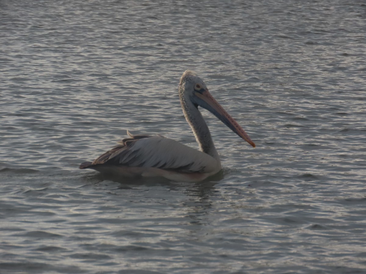 Spot-billed Pelican - ML646036228