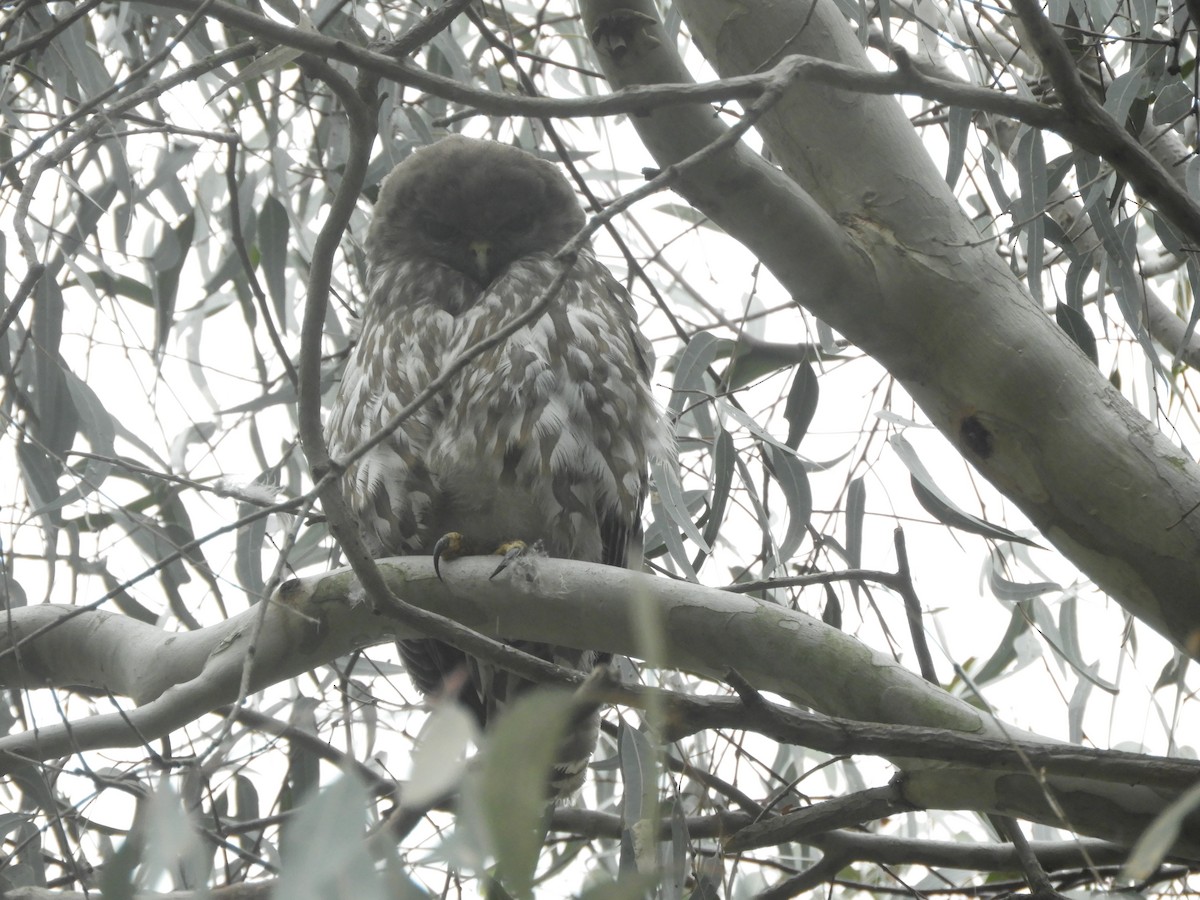 Barking Owl - ML646036229