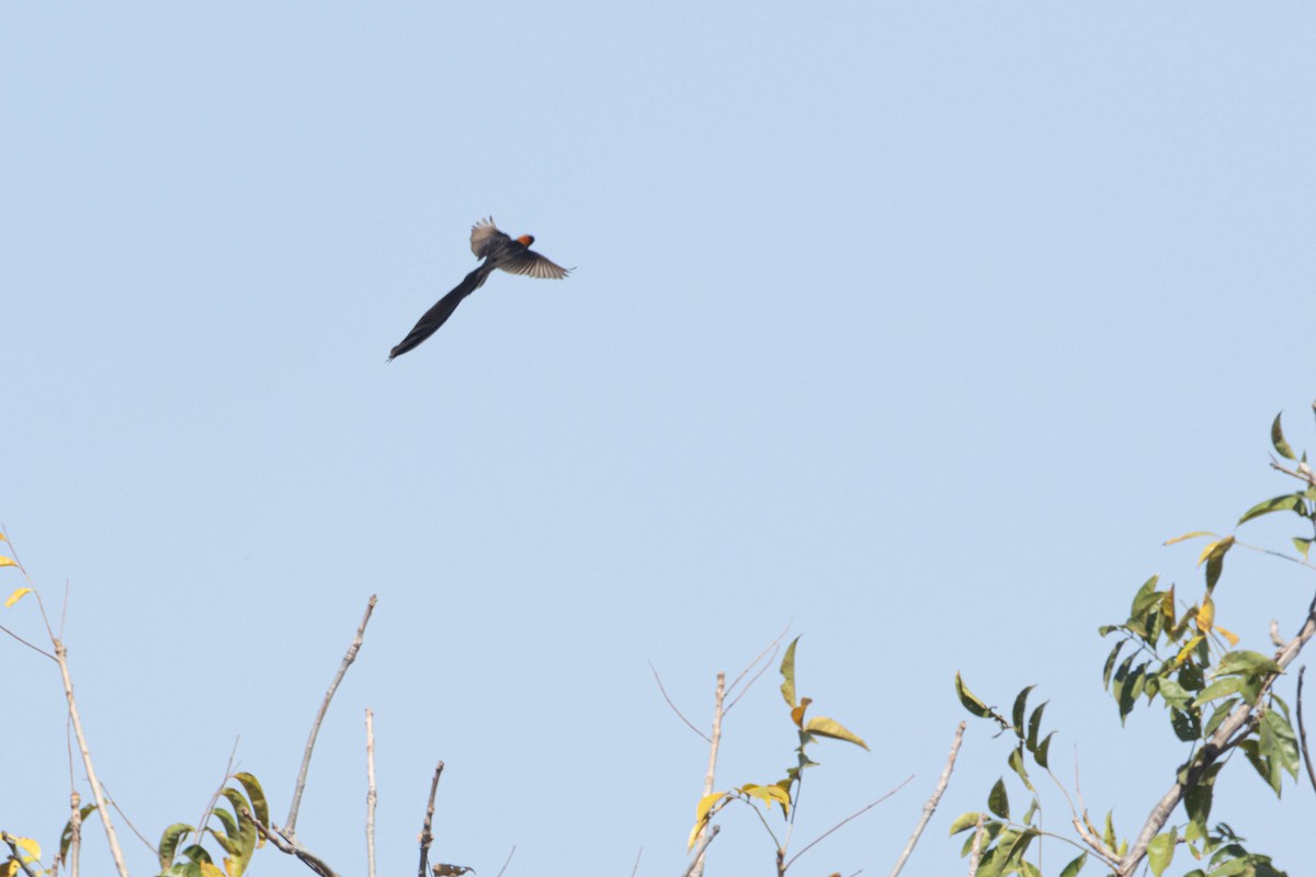 Senegalwitwe - ML646036230