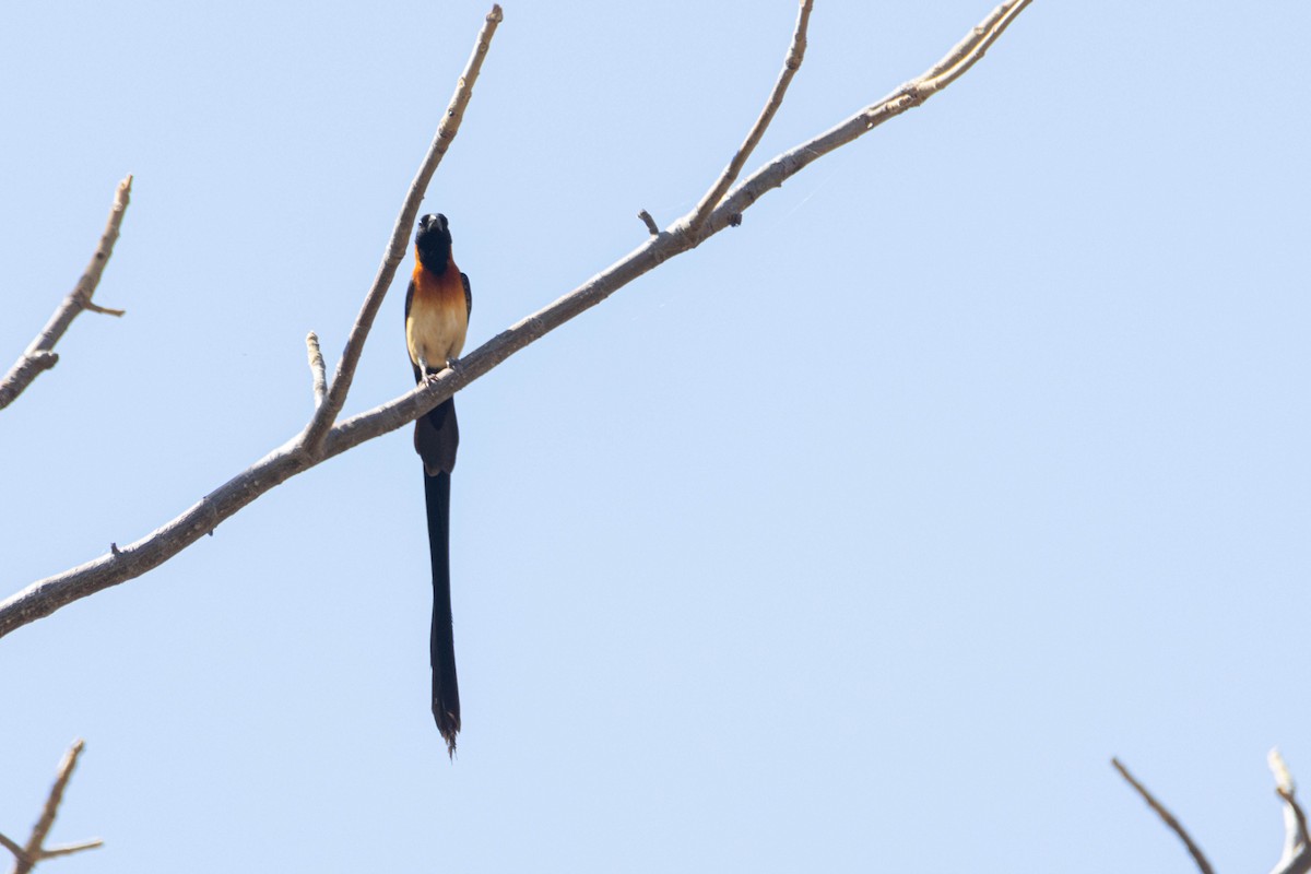 Senegalwitwe - ML646036231