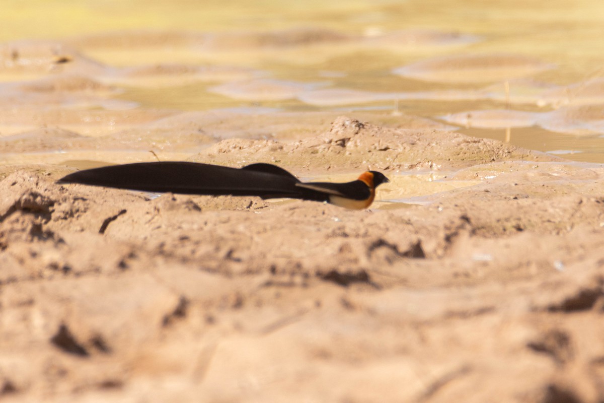 Senegalwitwe - ML646036232