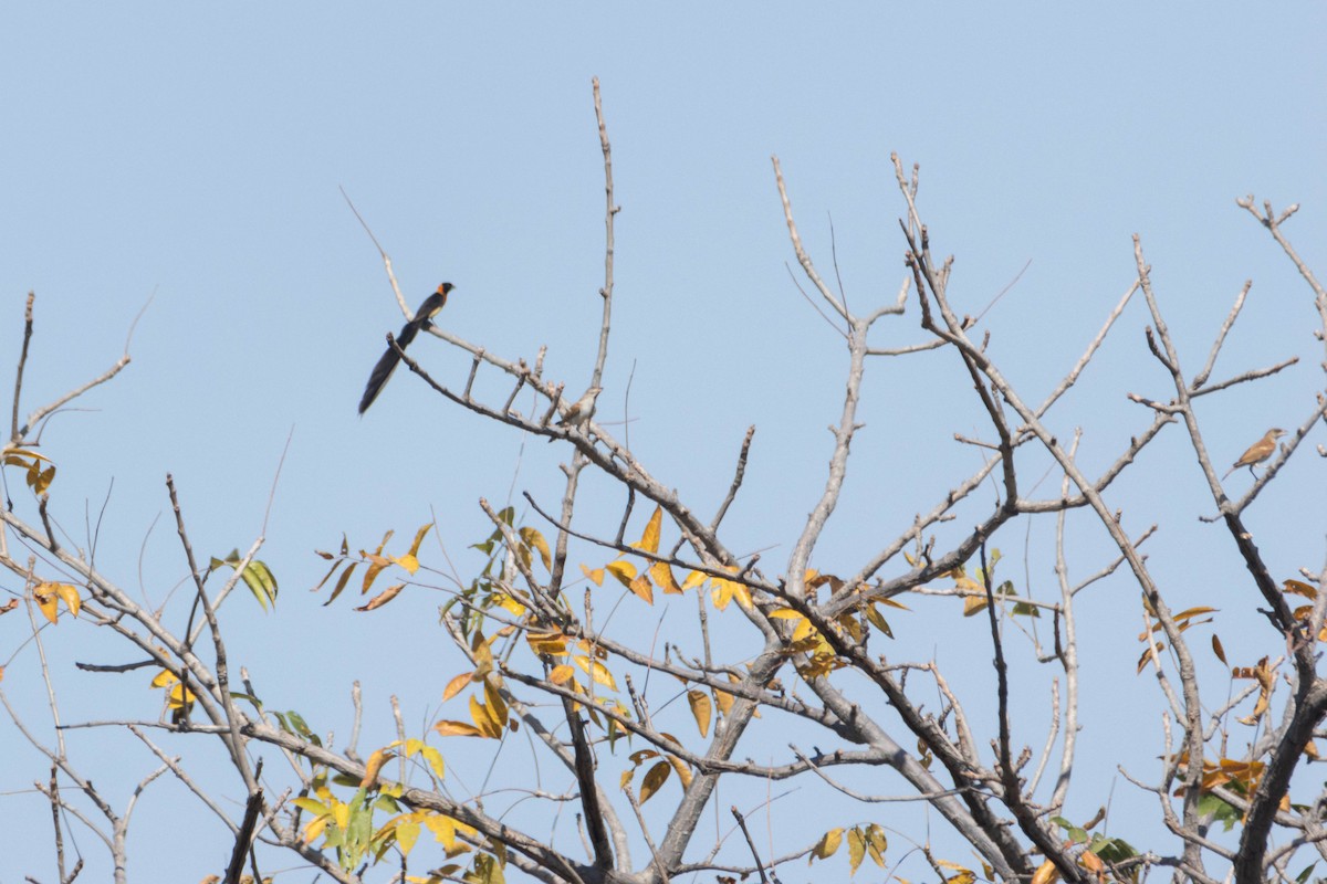 Sahel Paradise-Whydah - ML646036233