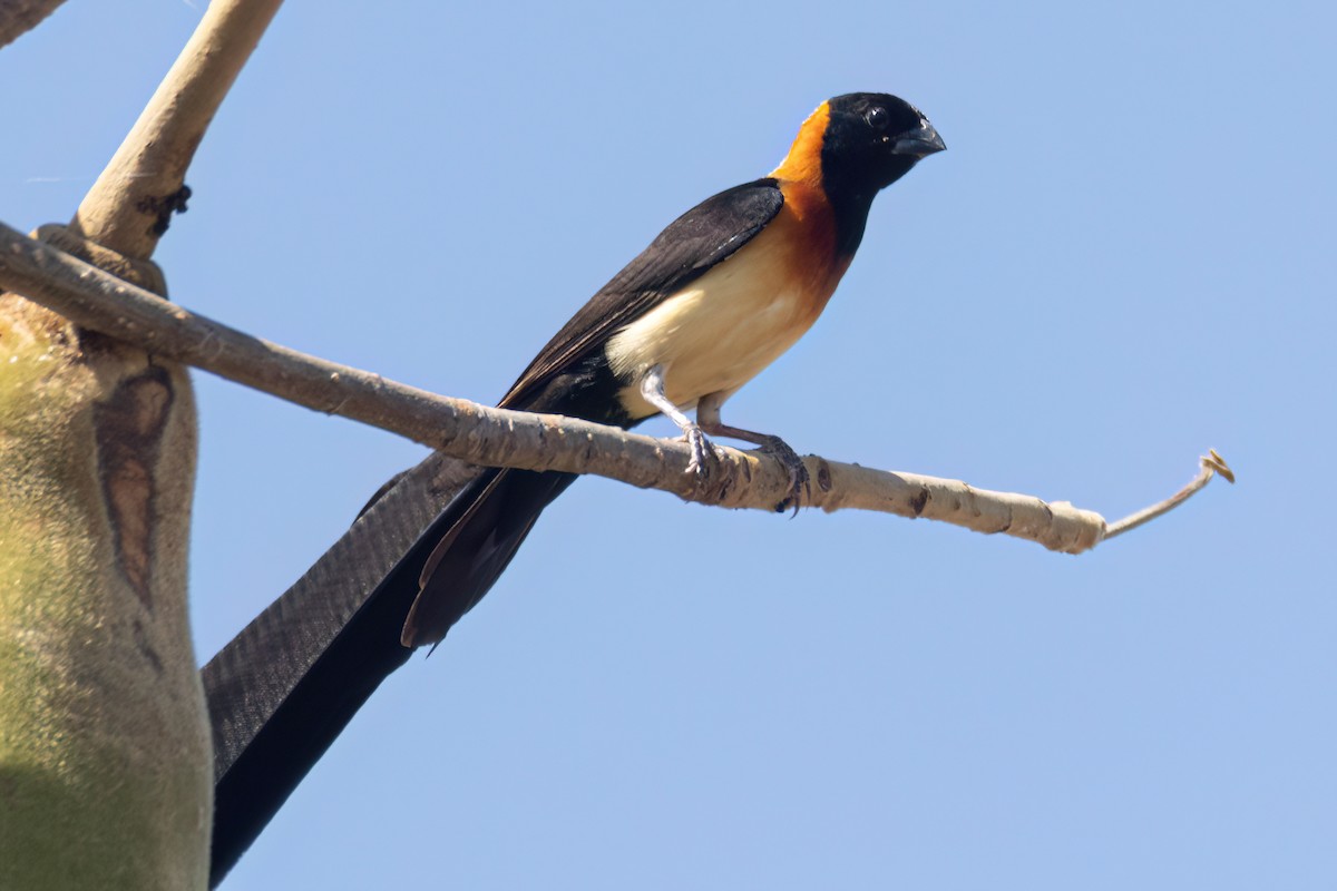 Sahel Paradise-Whydah - ML646036234
